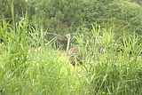 leipzig zoo-01_07_2011_zoo_allgemein_225